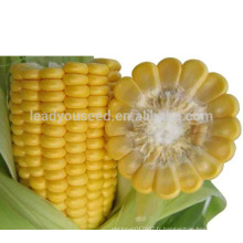CO01 Graines de maïs hybrides jaunes super-douces à maturité moyenne pour la plantation